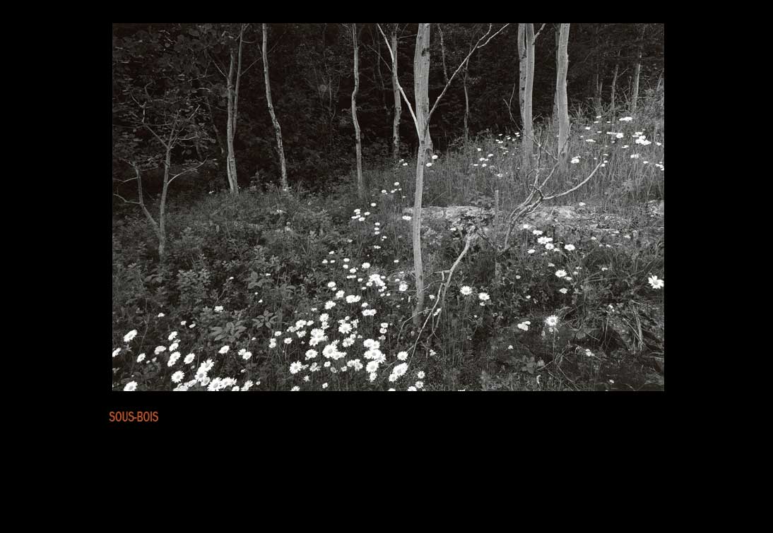 sous-bois